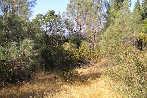 Howell Mountain