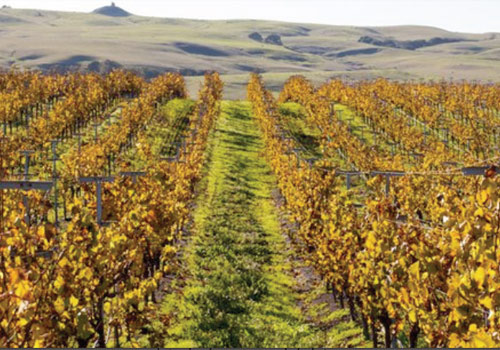 Beautiful Sonoma Estate, Profitable Vineyards, Ideal Location