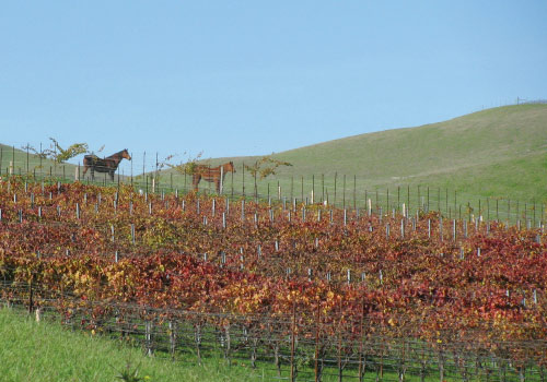 Beautiful Sonoma Estate, Profitable Vineyards, Ideal Location