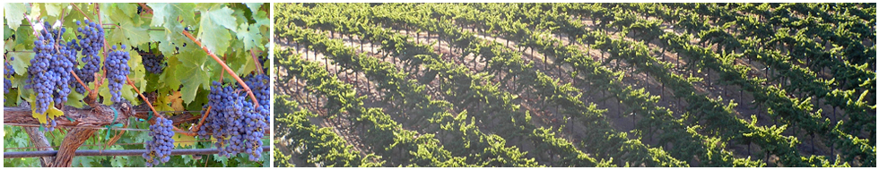 Wine Realty International - Wine Business Asset Advisors